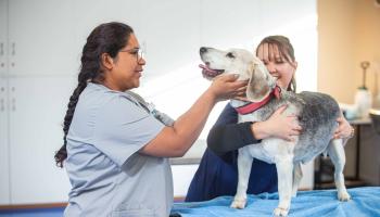 Vet Nurse Assistant 3 WEB